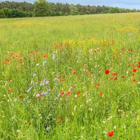 Im Skandinavischen Stil *